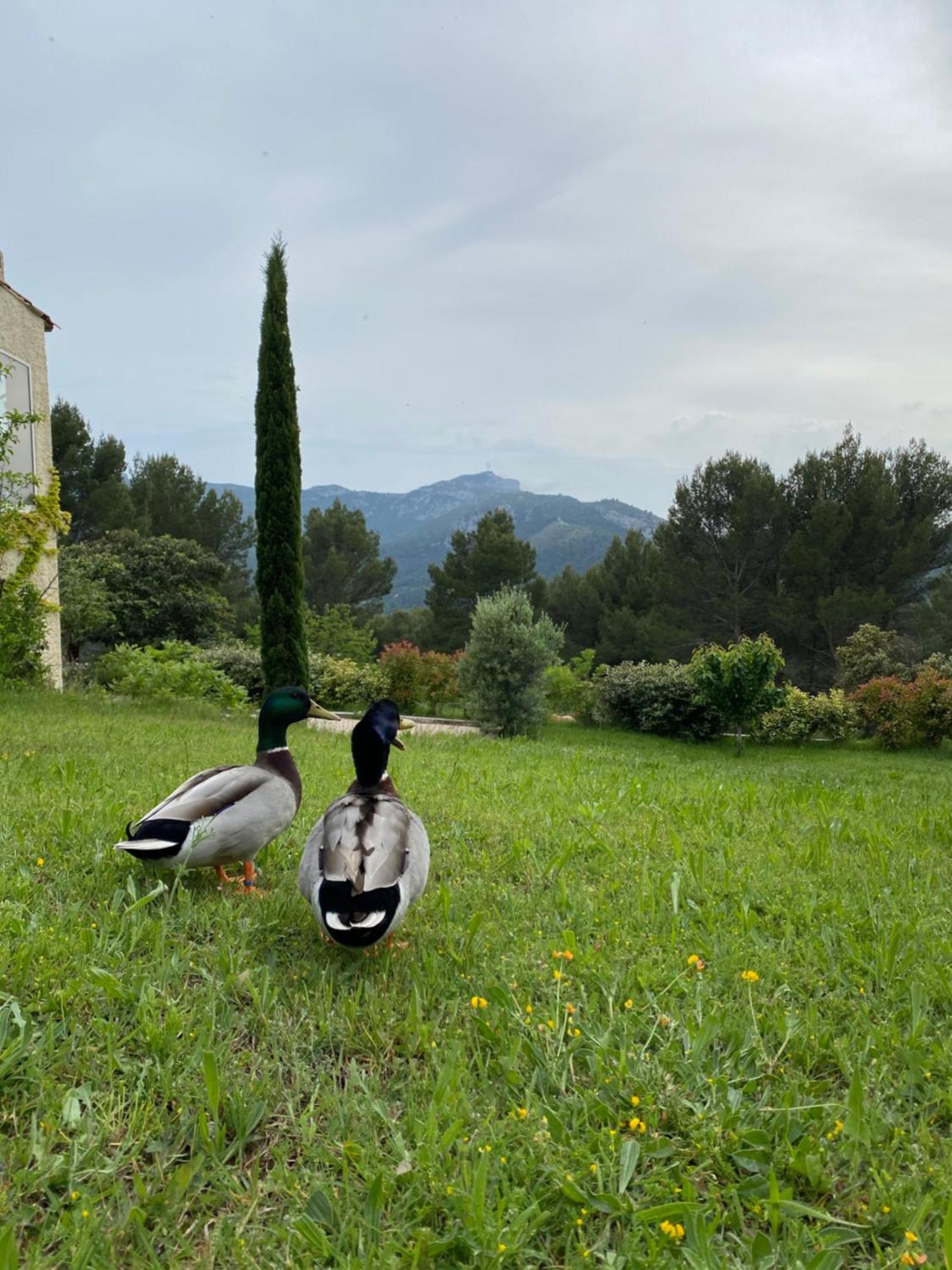 La Maison Perchée Auriol Esterno foto